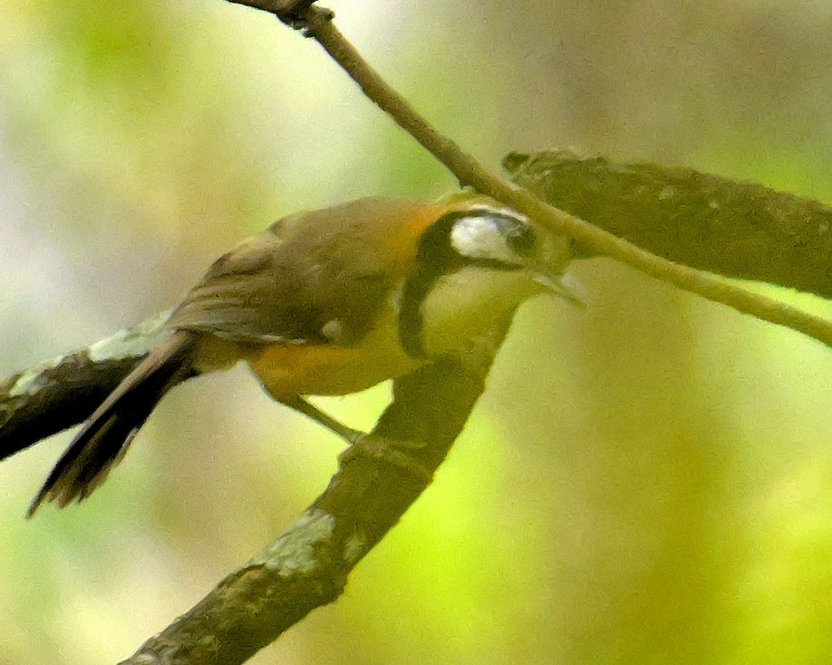 Greater Necklaced Laughingthrush - ML617589118