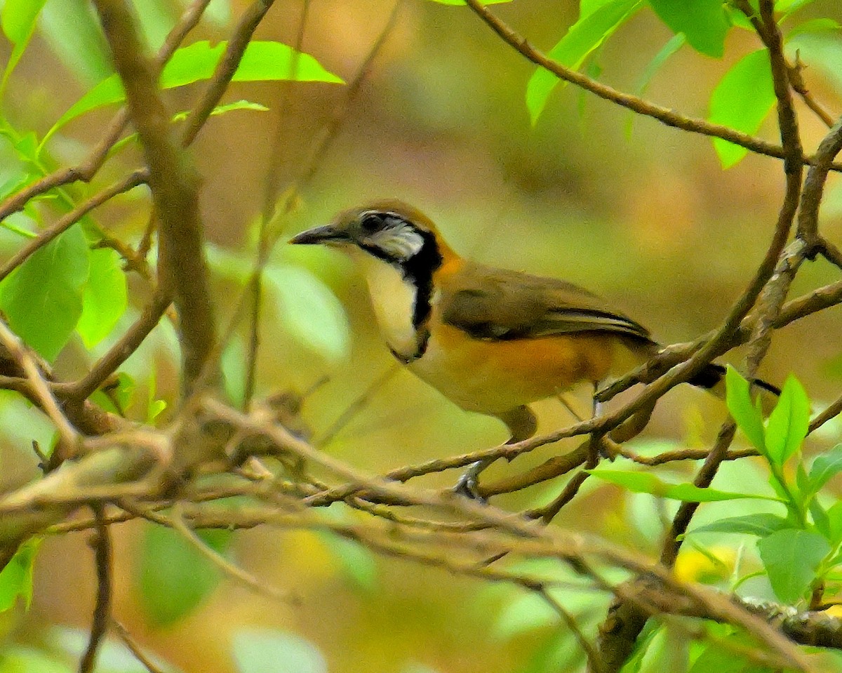 Greater Necklaced Laughingthrush - ML617589119