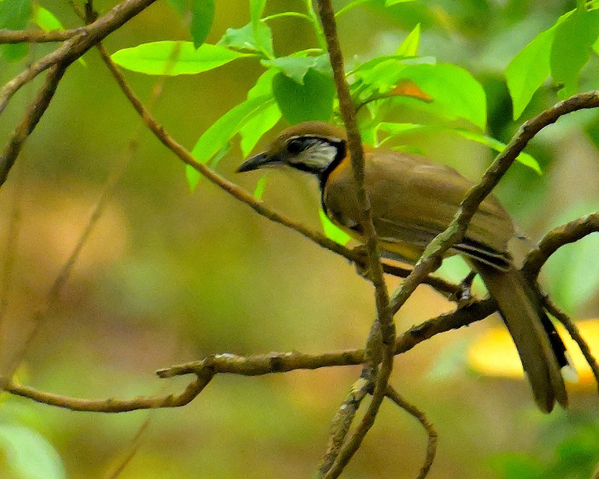 Greater Necklaced Laughingthrush - ML617589120