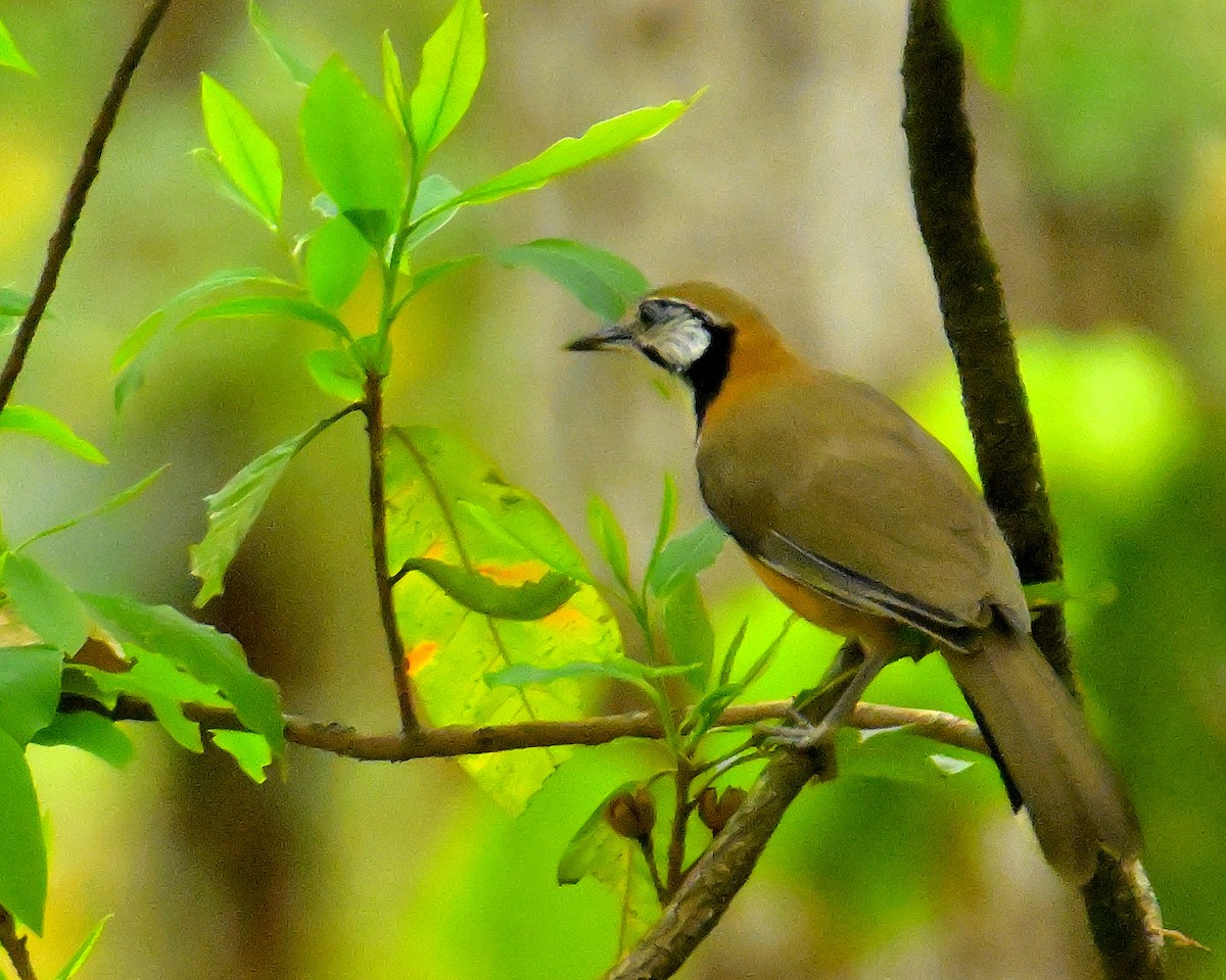 Greater Necklaced Laughingthrush - ML617589121