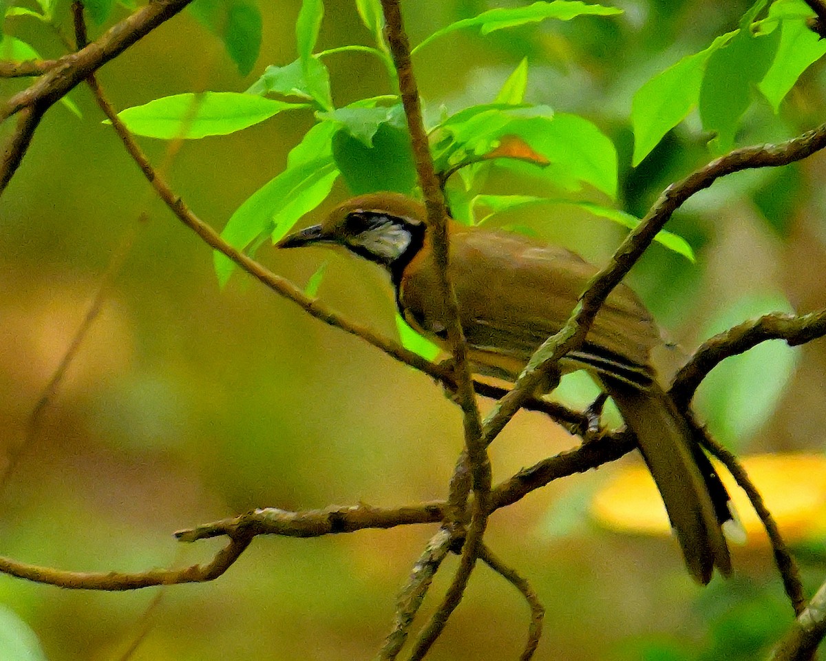 Greater Necklaced Laughingthrush - ML617589122