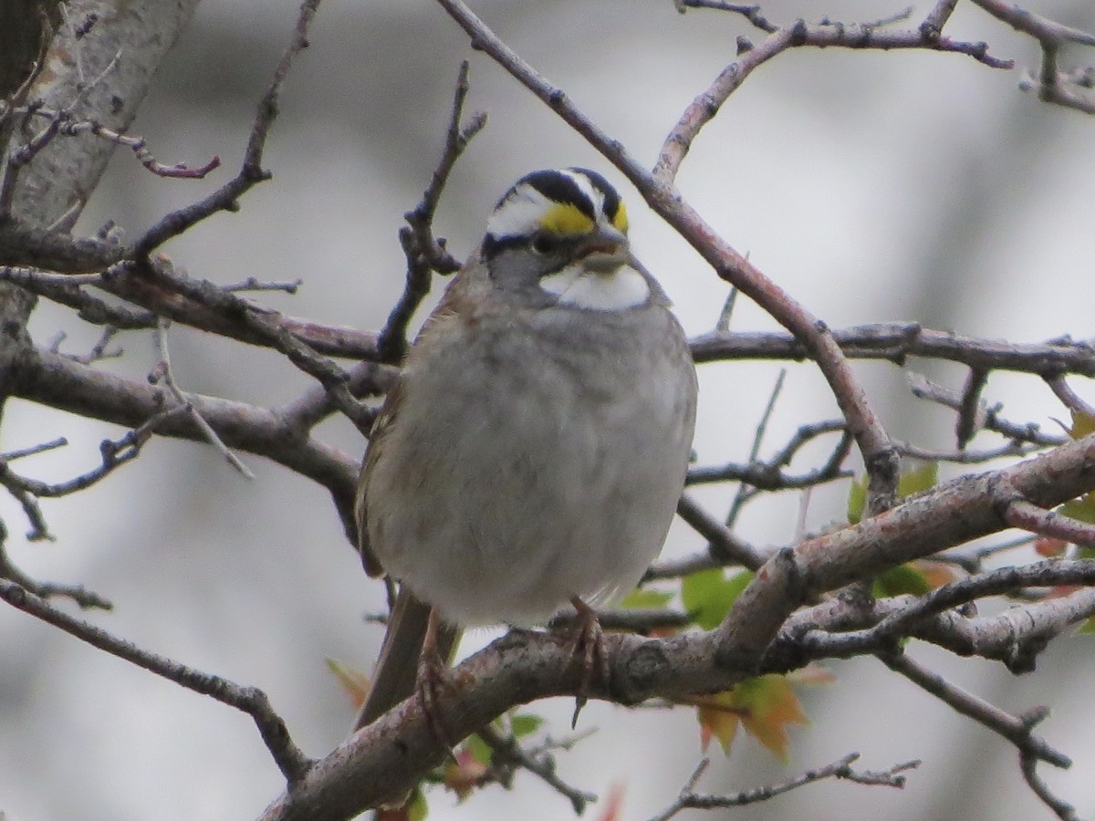 White-throated Sparrow - ML617589155