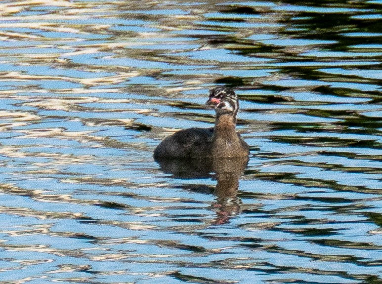 Pied-billed Grebe - ML617589178