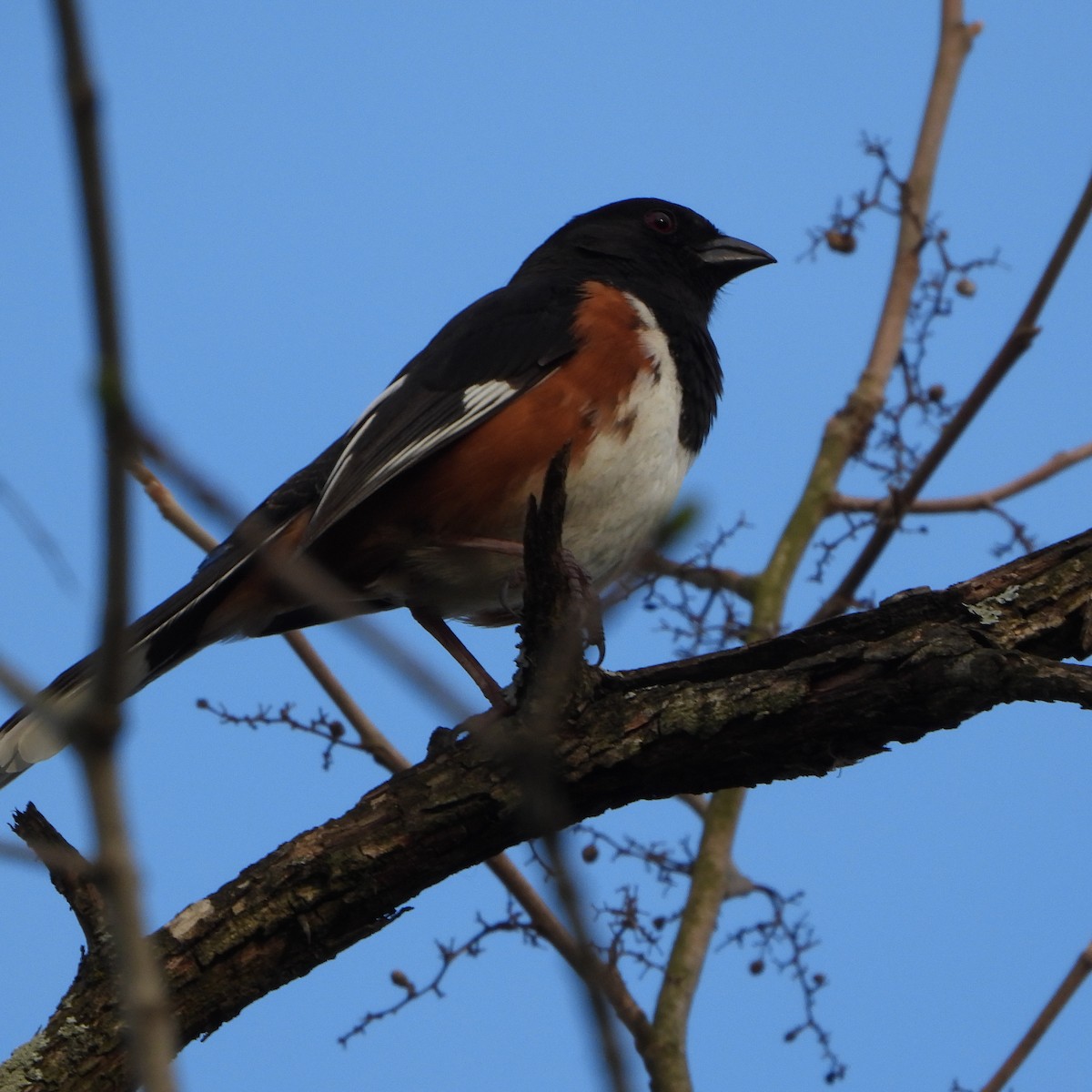 Eastern Towhee - ML617589202