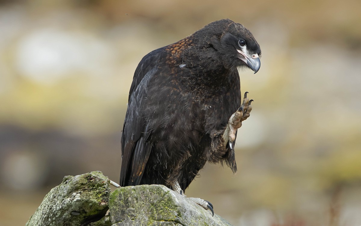 Striated Caracara - ML617589217