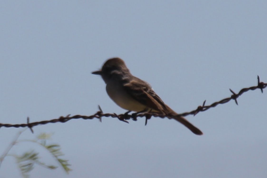 Ash-throated Flycatcher - ML617589226