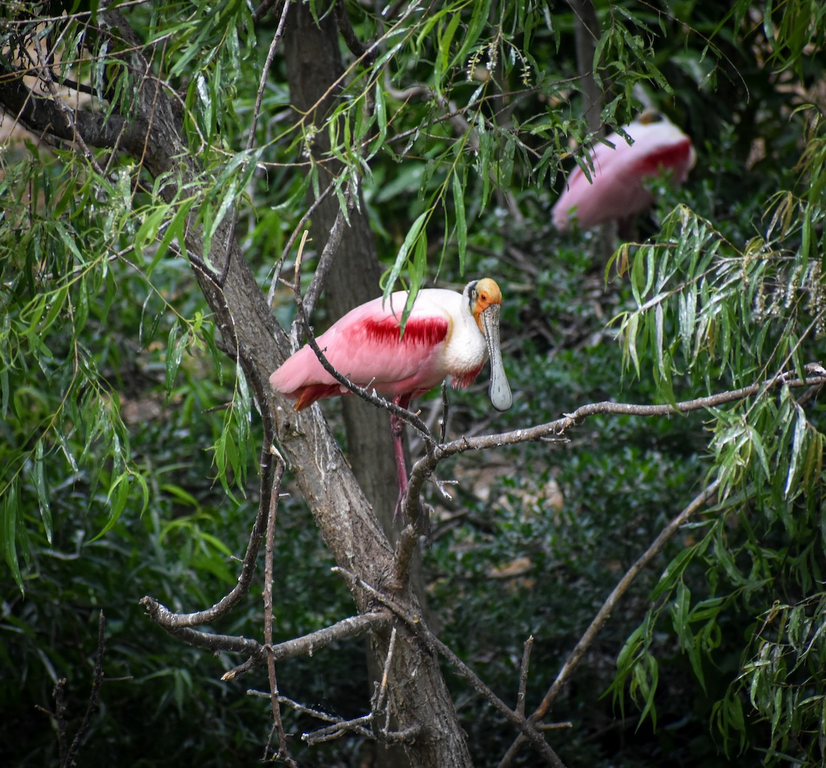 Roseate Spoonbill - ML617589228