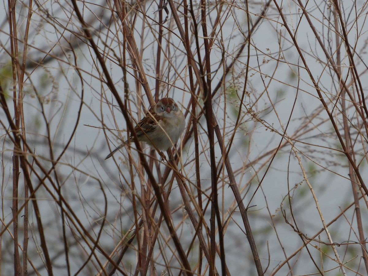 Field Sparrow - ML617589276