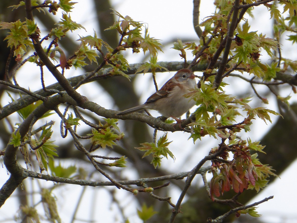 Field Sparrow - ML617589283