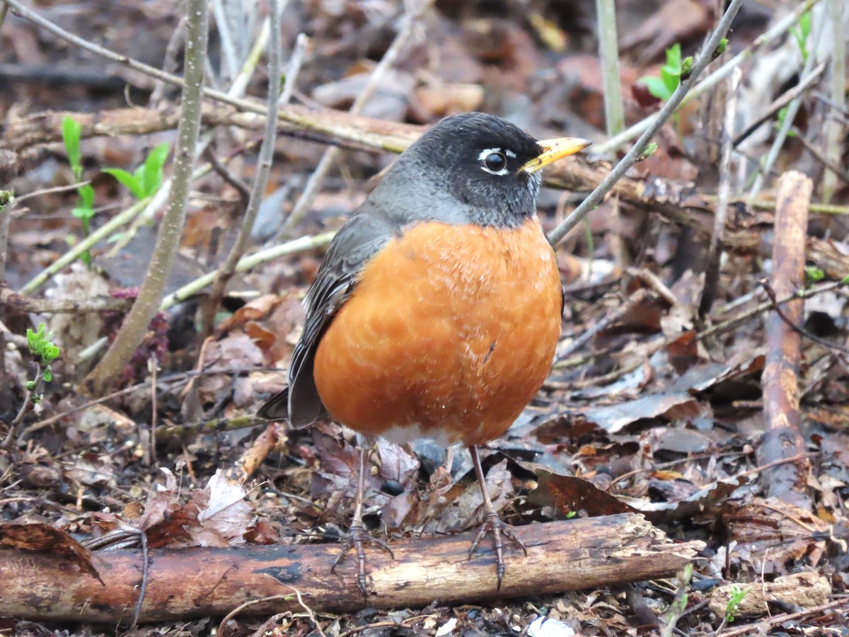 American Robin - ML617589308