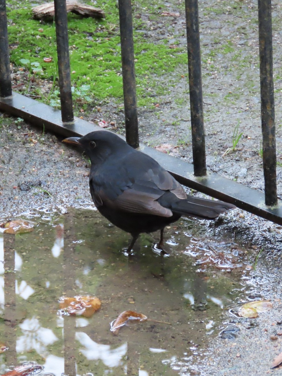 Eurasian Blackbird - ML617589334