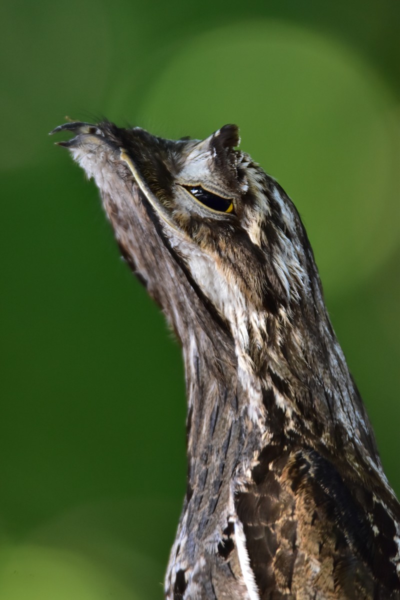 Common Potoo - ML617589352