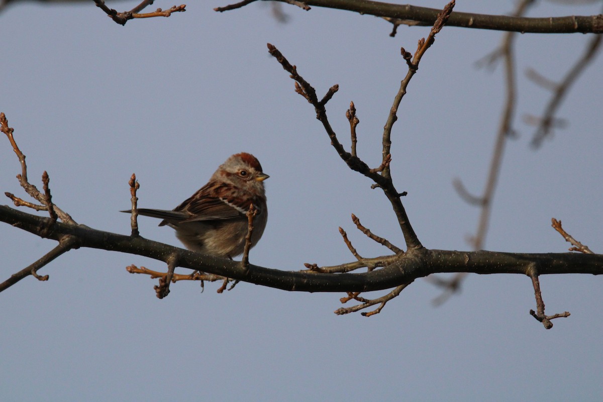 American Tree Sparrow - ML617589367