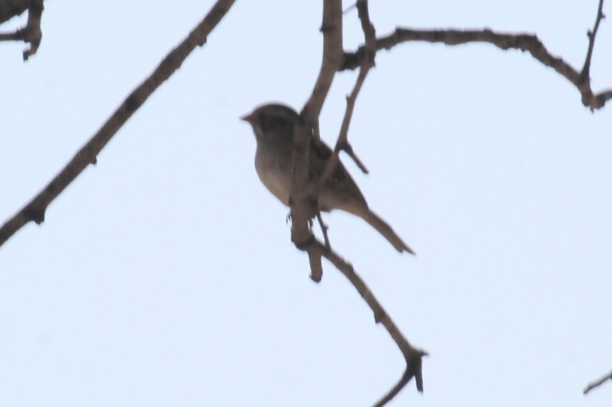 Clay-colored Sparrow - ML617589381