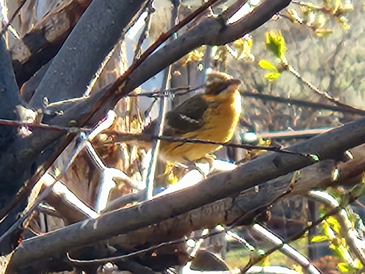 Black-headed Grosbeak - ML617589413