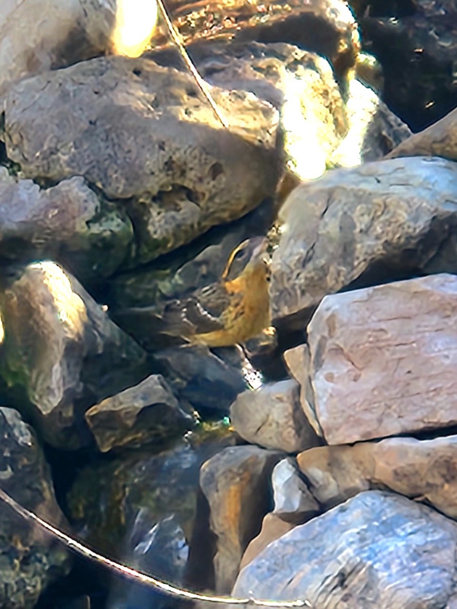 Black-headed Grosbeak - ML617589415