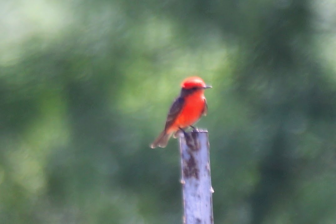 Vermilion Flycatcher - ML617589457