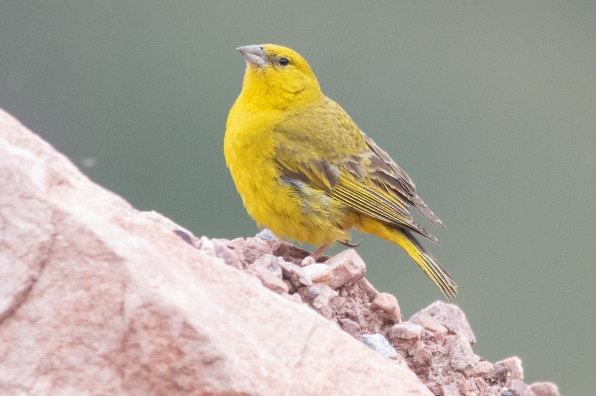 Посвірж оливковий - ML617589468