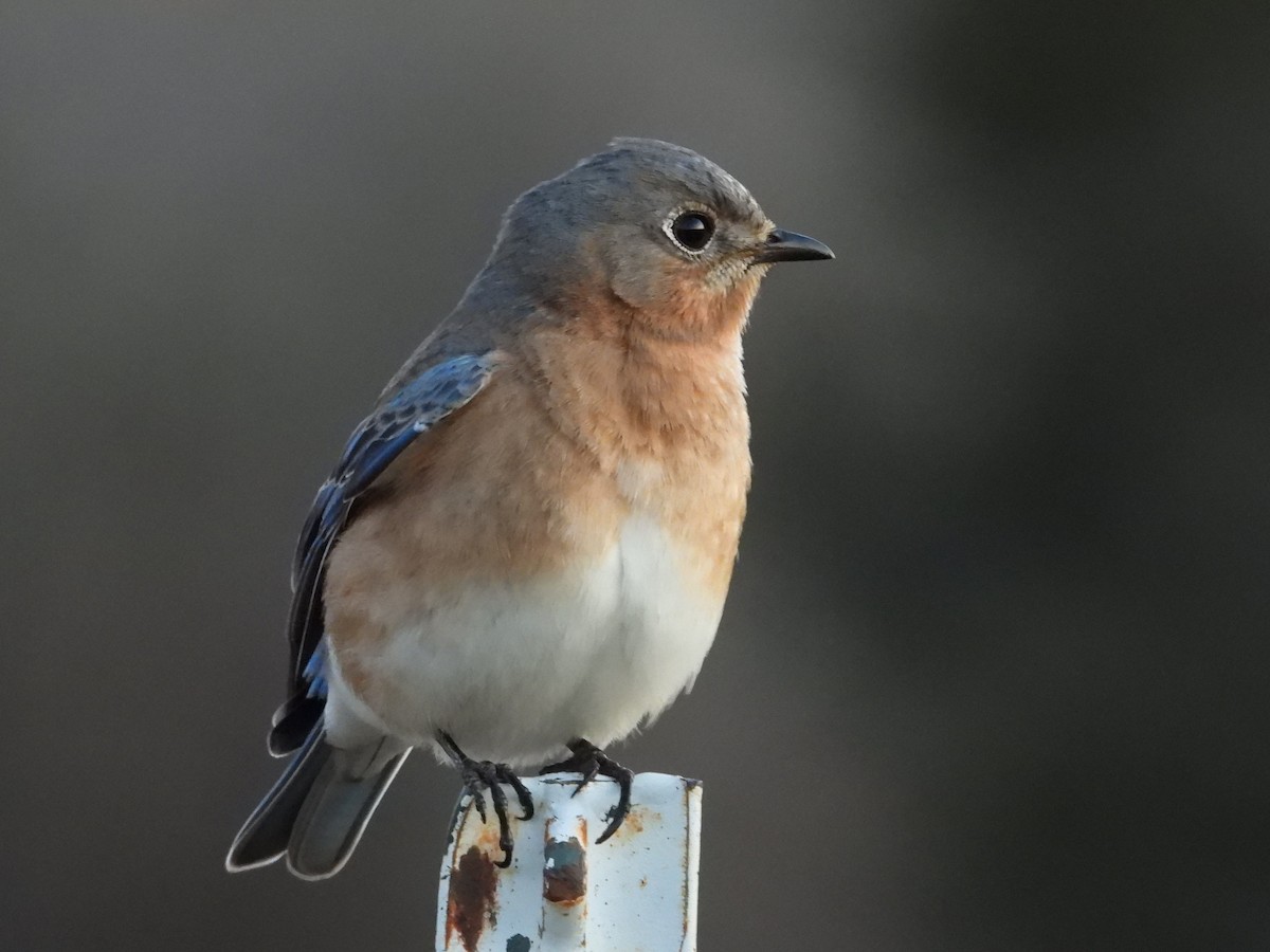 Eastern Bluebird - ML617589514