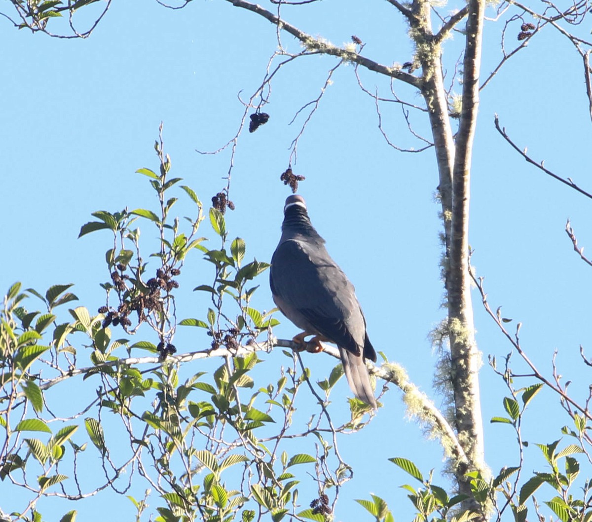 Band-tailed Pigeon - ML617589518
