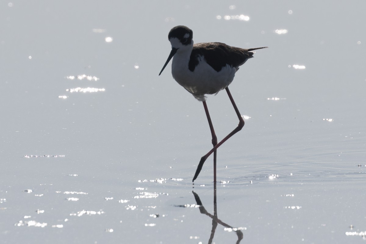 Black-necked Stilt - ML617589559