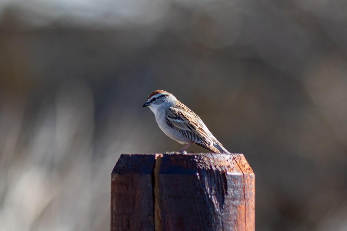 Chipping Sparrow - Anna Thaenert