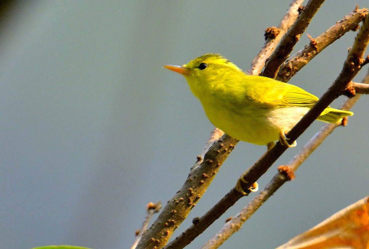 Yellow-vented Warbler - Rajesh Gopalan