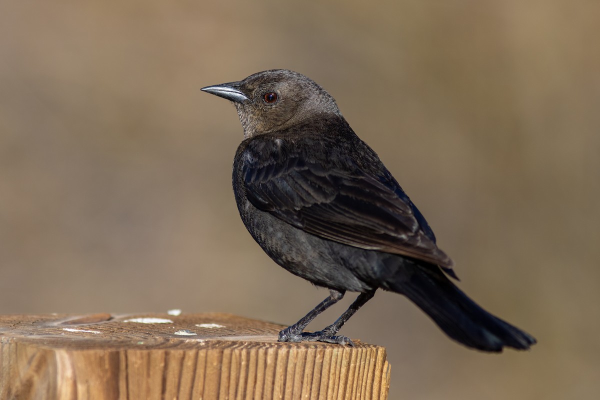 Brewer's Blackbird - Anna Thaenert