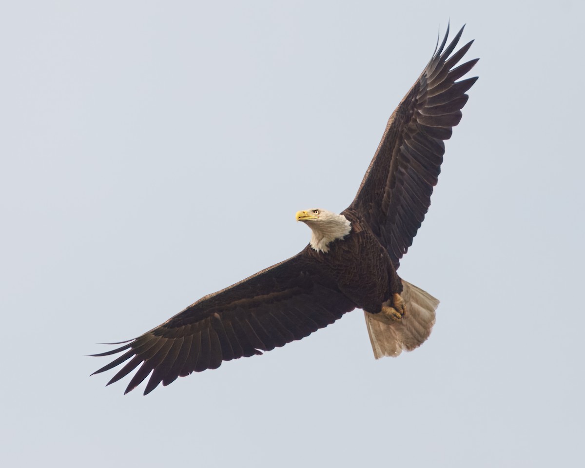 Bald Eagle - ML617589614