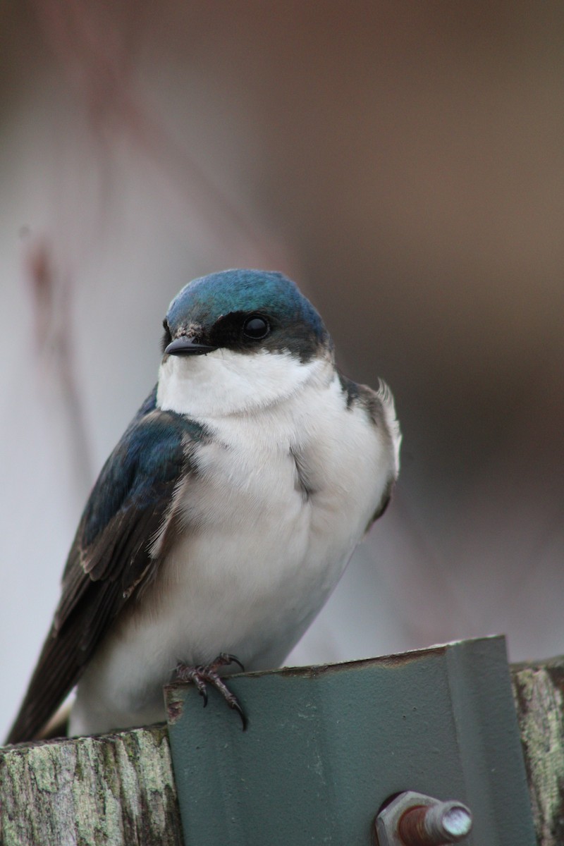 Tree Swallow - ML617589629