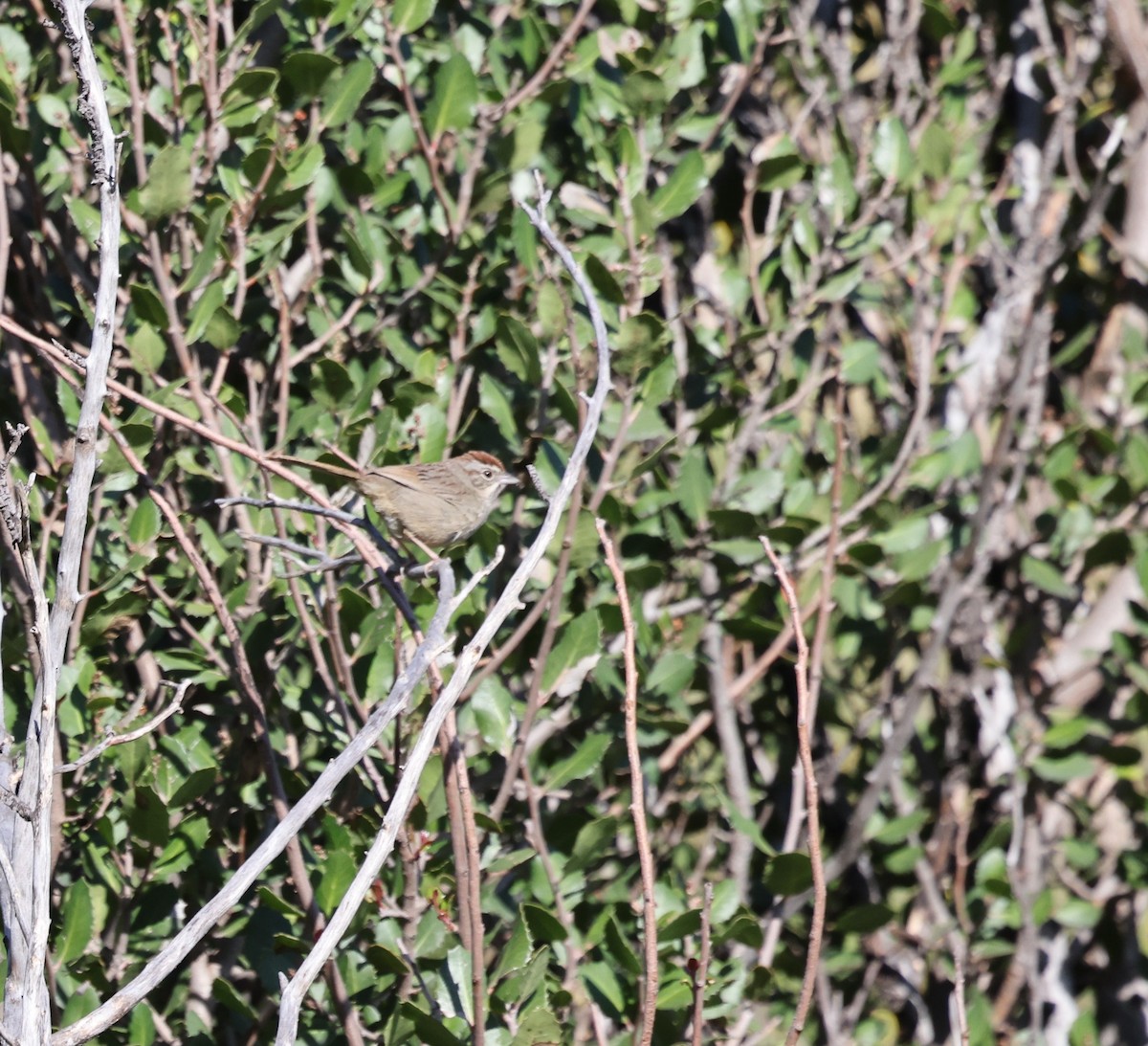 Rufous-crowned Sparrow - ML617589655