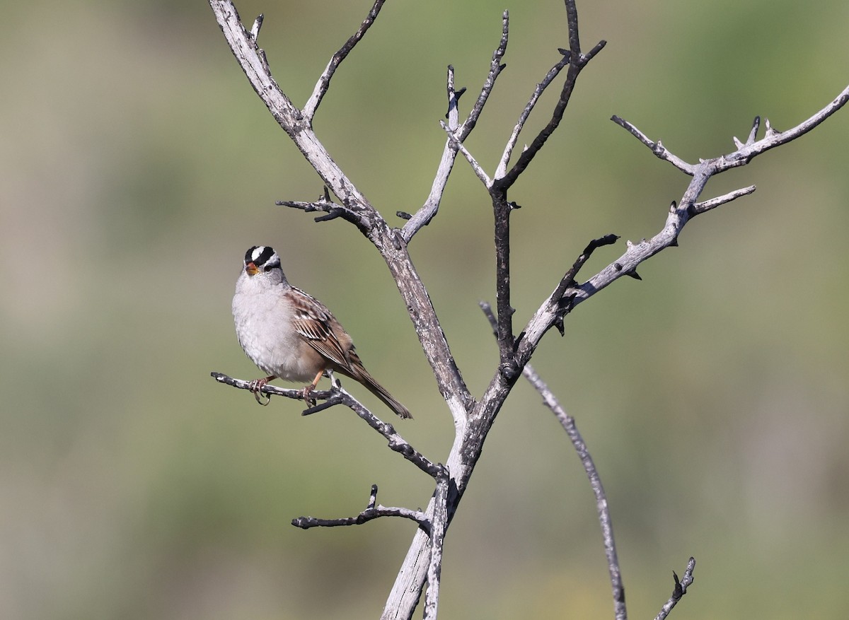 White-crowned Sparrow - ML617589673