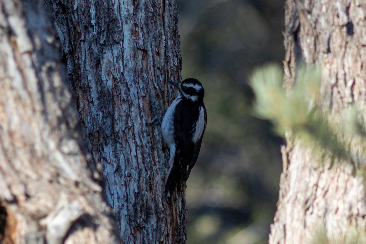 Hairy Woodpecker - ML617589678