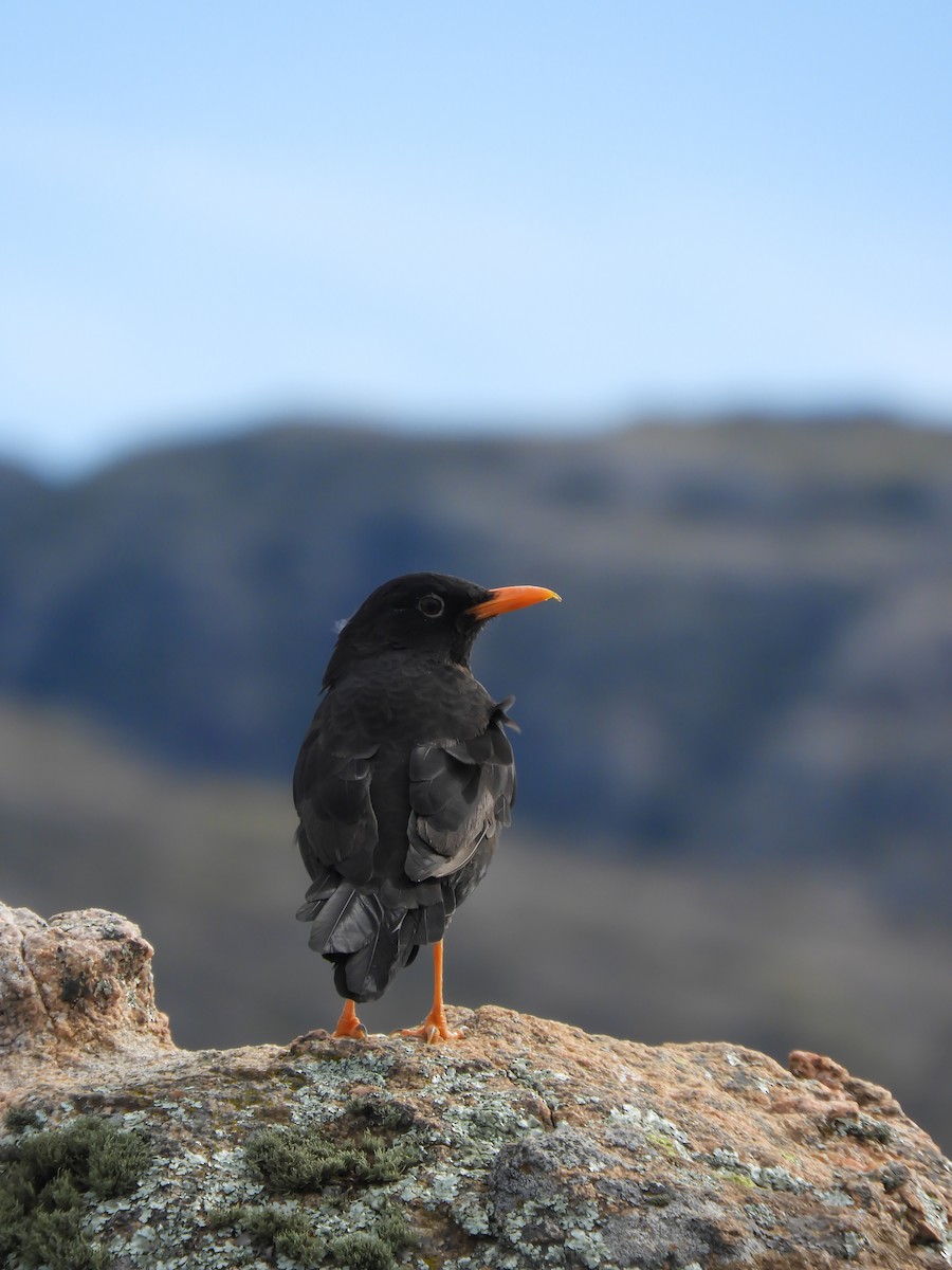 Chiguanco Thrush - ML617589731