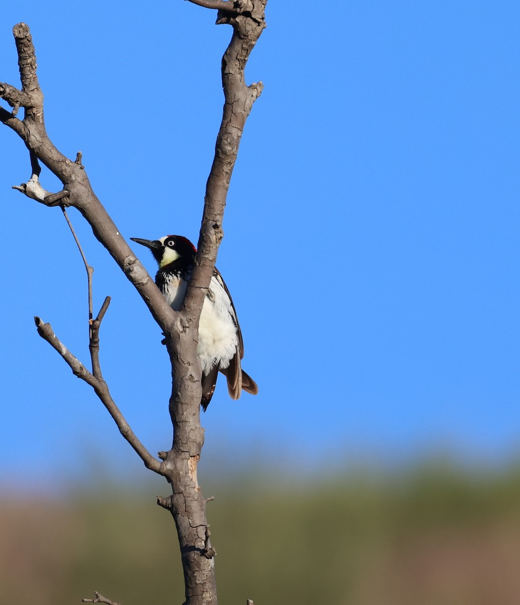 Acorn Woodpecker - ML617589744