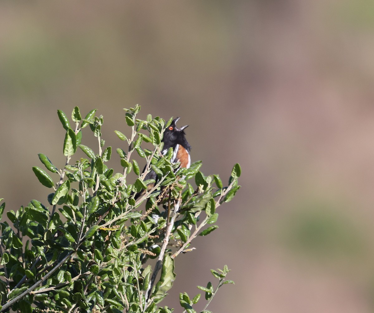 Spotted Towhee - ML617589771