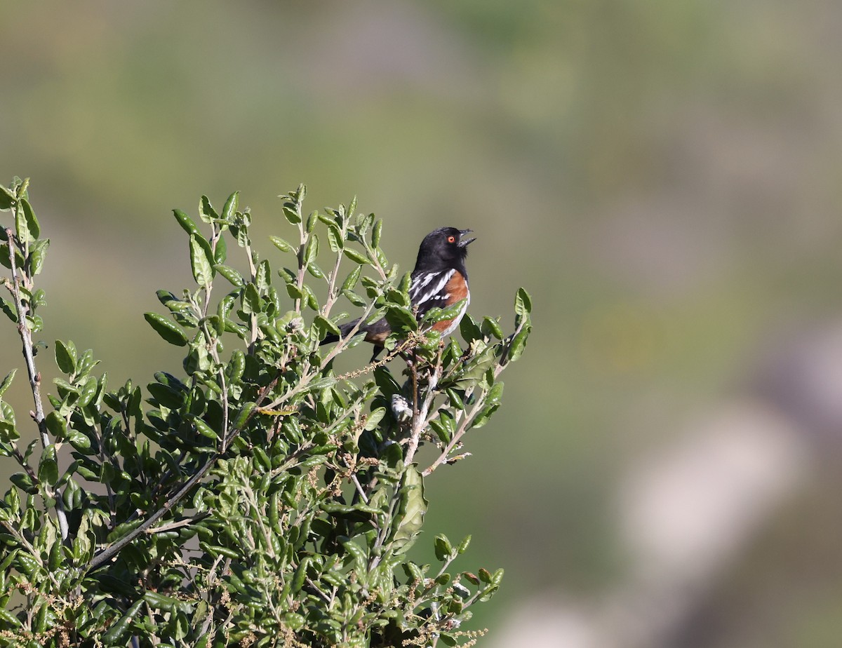 Spotted Towhee - ML617589772