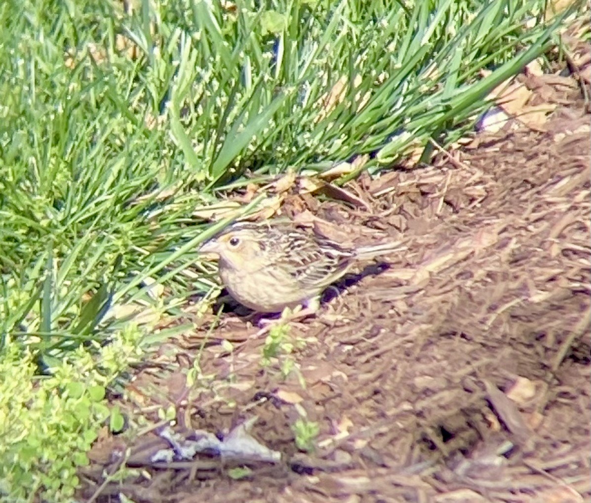 Grasshopper Sparrow - Michael Onel