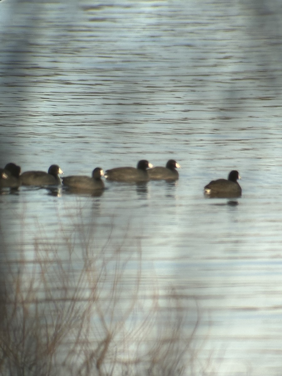 American Coot - ML617589798