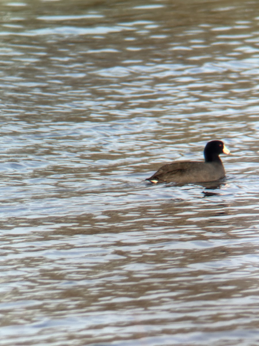 American Coot - ML617589799