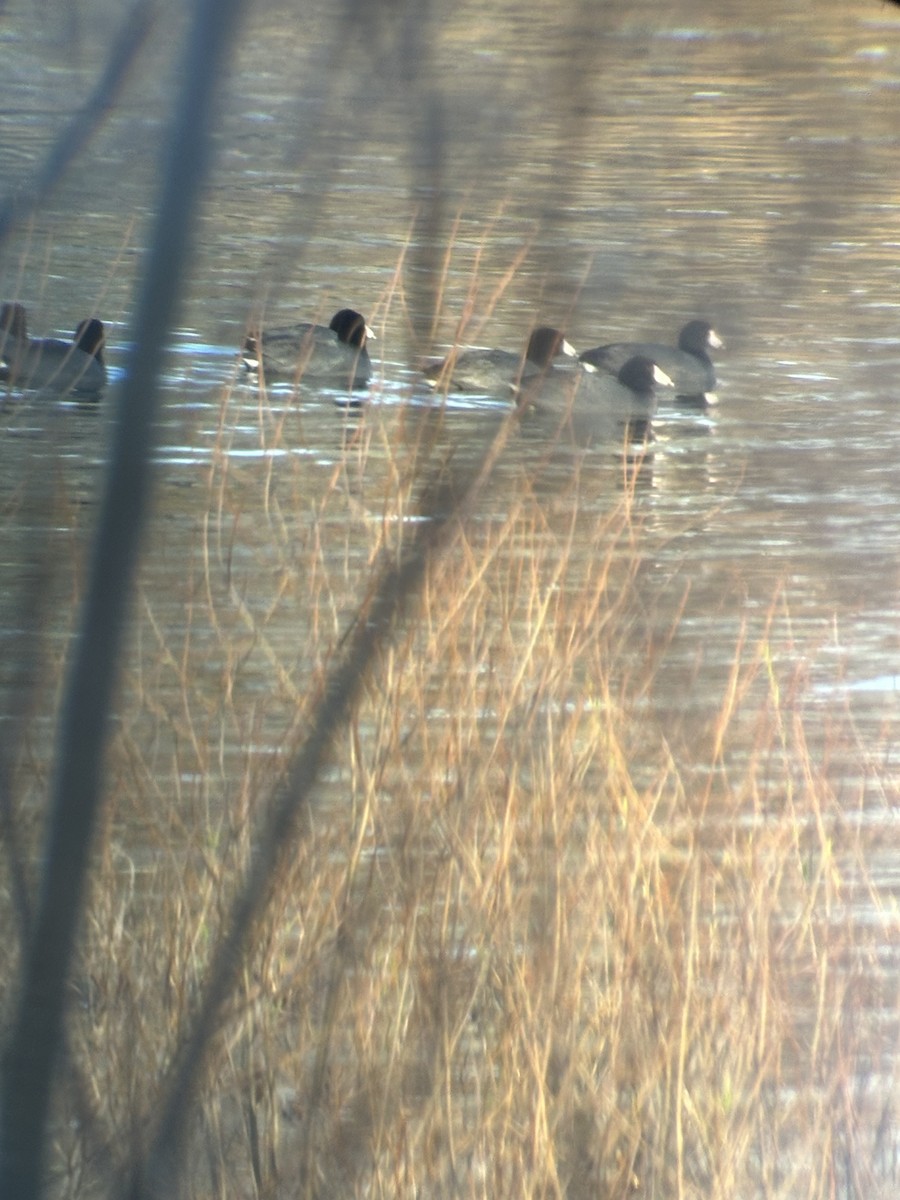 American Coot - ML617589800