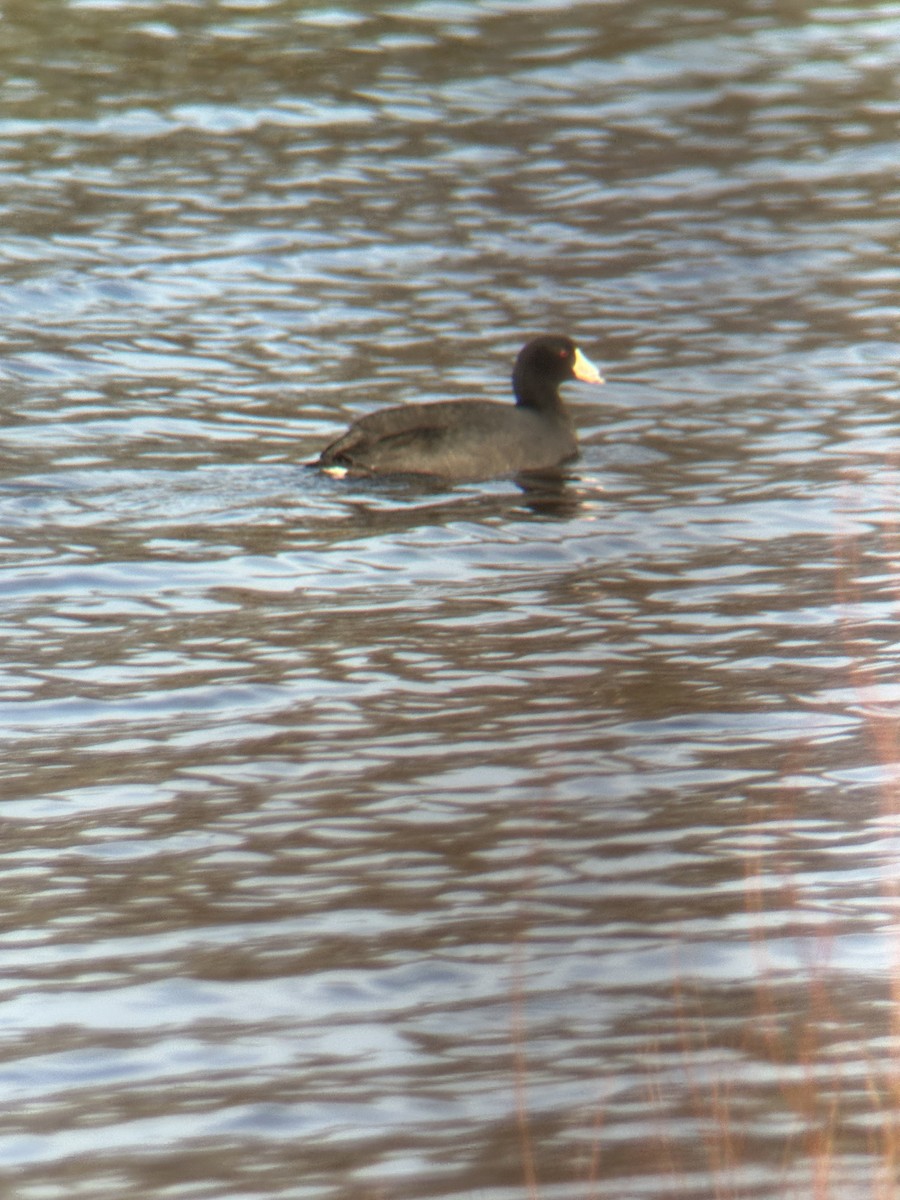 American Coot - ML617589801