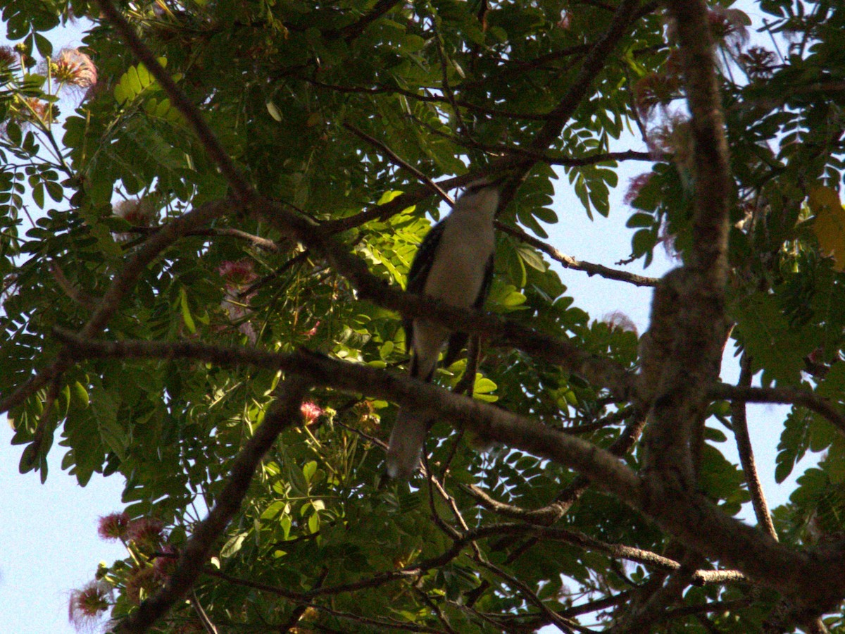 Tropical Mockingbird - ML617589838