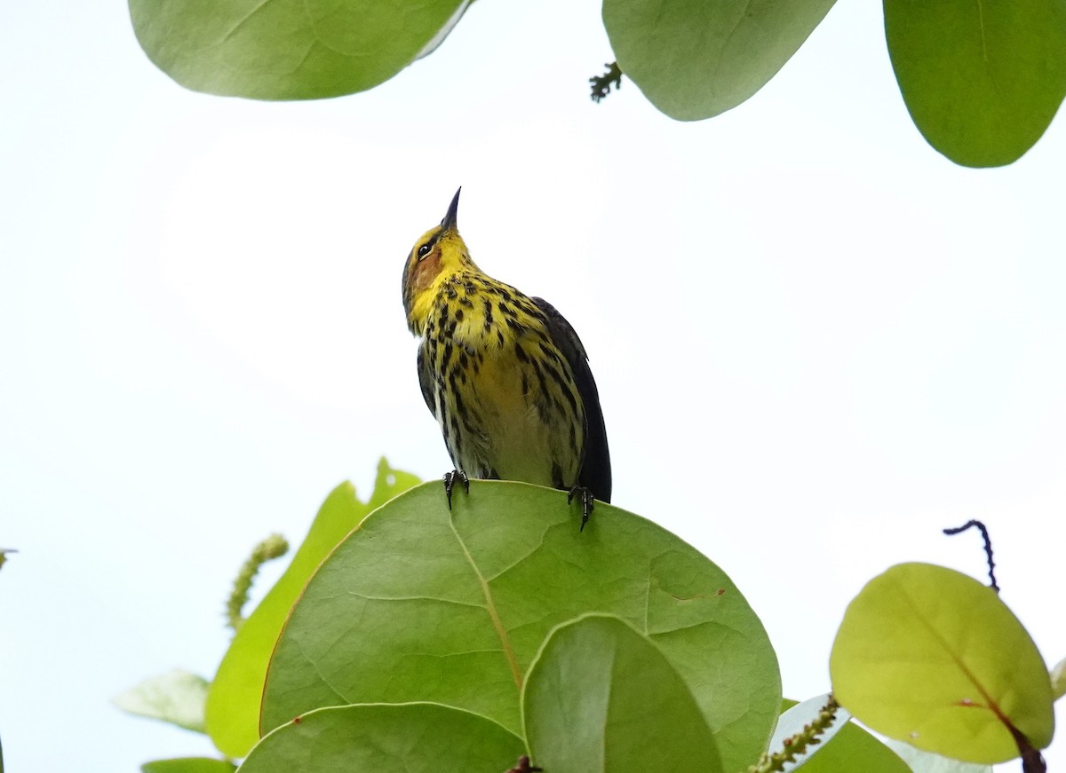 Cape May Warbler - ML617589849