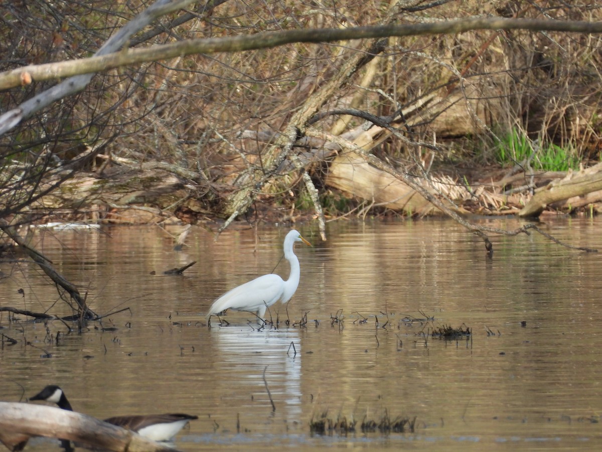 Great Egret - ML617589850