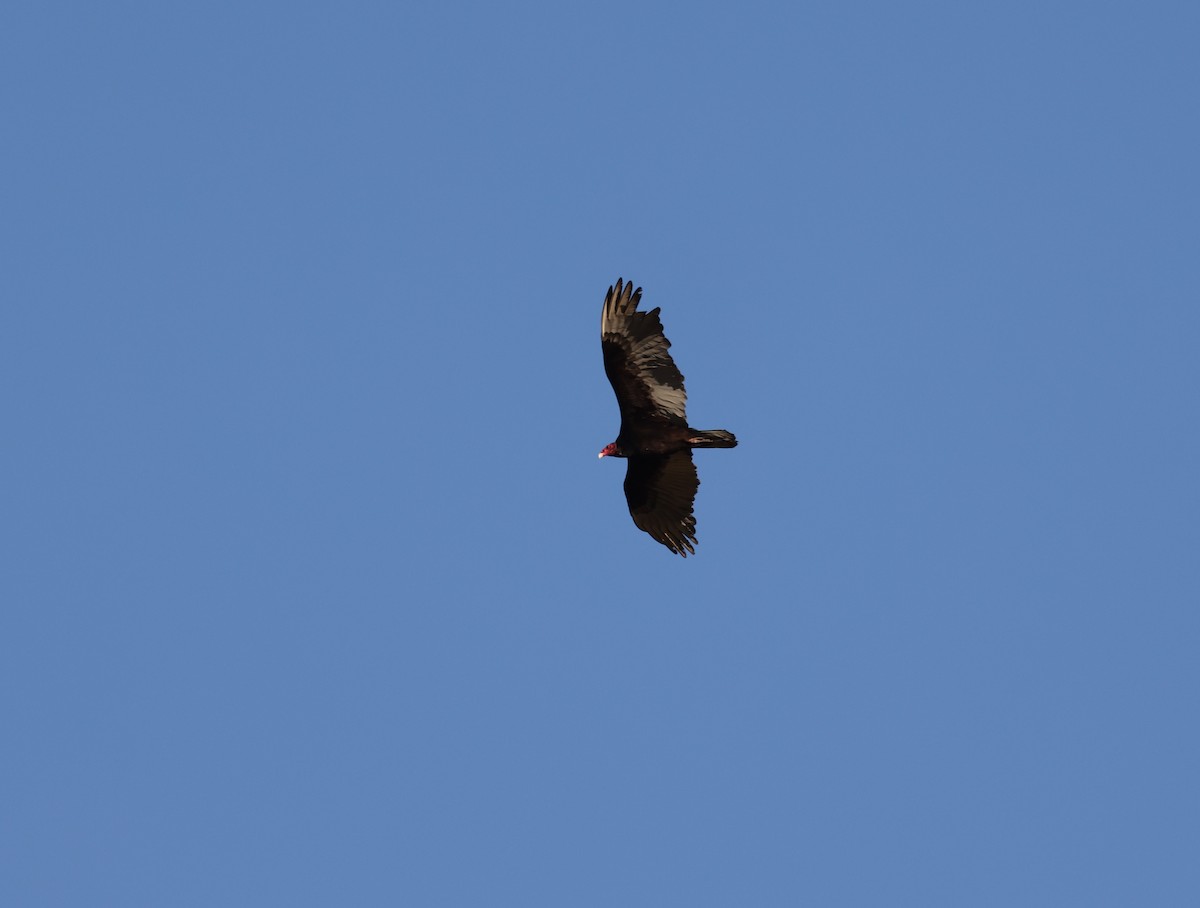 Turkey Vulture - ML617589859