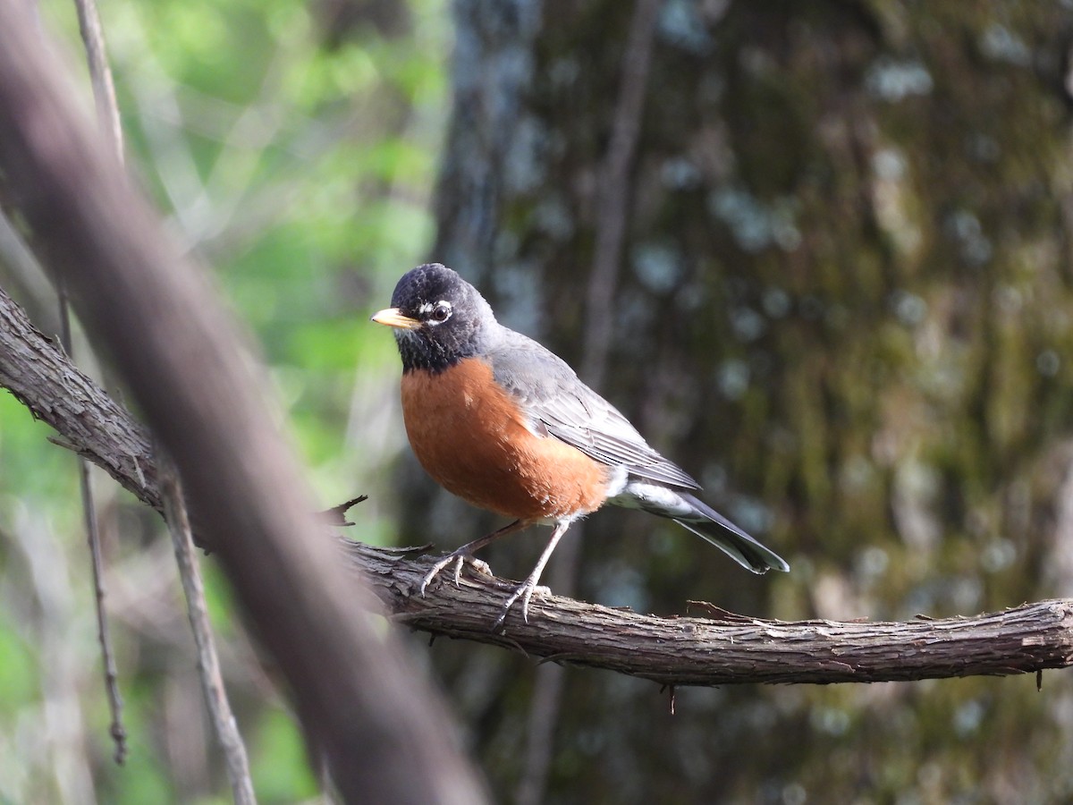 American Robin - ML617589865