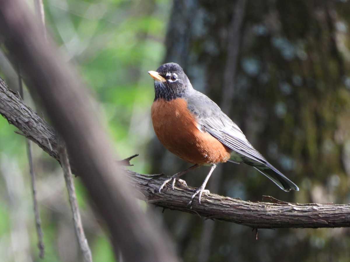American Robin - ML617589866