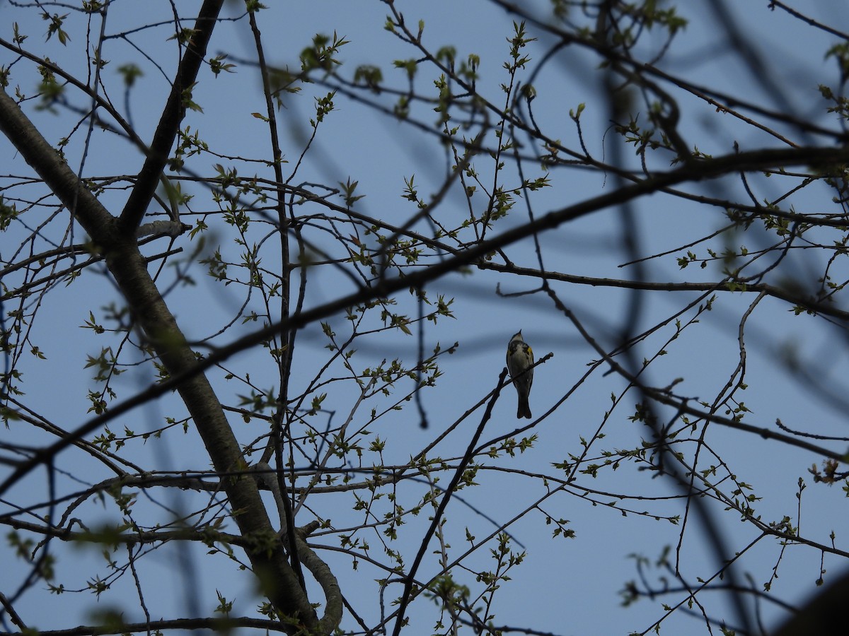 Yellow-rumped Warbler - ML617589878