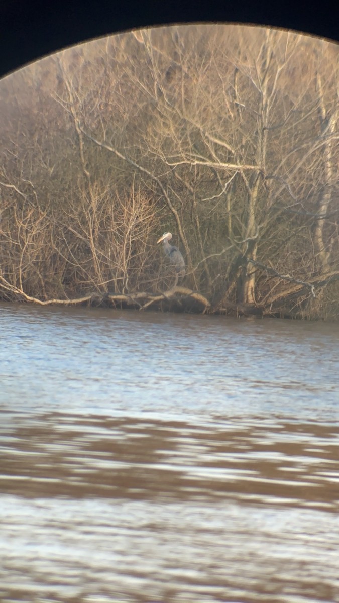 Great Blue Heron - ML617589887